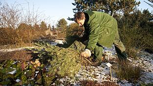 Die trockenen Tannenzweige der Weihnachtsb&auml;ume k&ouml;nnen auch noch sehr n&uuml;tzlich sein: Legt man sie dicht auf die Blumenbeete, sch&uuml;tzen sie empfindliche Knospen vor dem Frost.