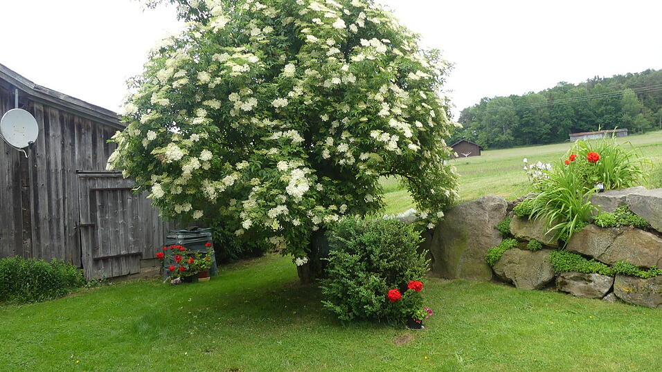 Ein prächtiger Hollerstrauch in Weiherhäusl bei Harrling.