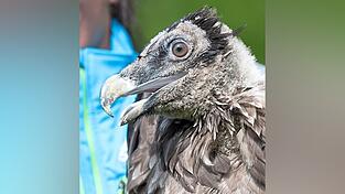 Bartgeierm&auml;nnchen Vinzenz stammt aus der Aufzucht Hans Freys.