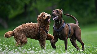 Plattling bekommt eine Hundespielwiese.