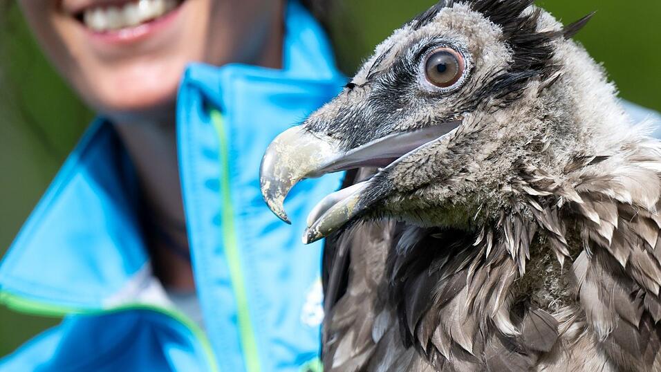 Bartgeier Vinzenz machte sich auf eine abenteuerliche Reise und flog bis an die Nordsee.