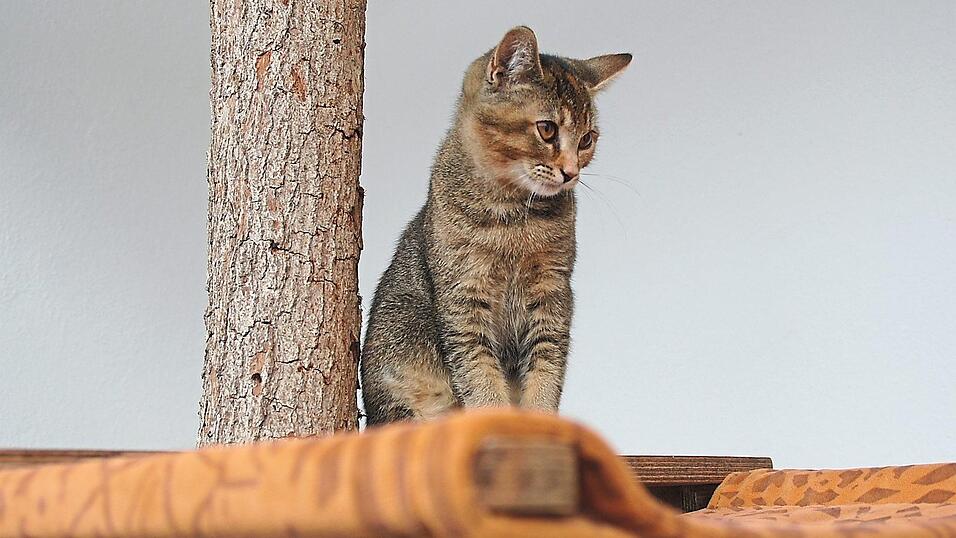 Der Tiger beobachtet alles von hoch oben.