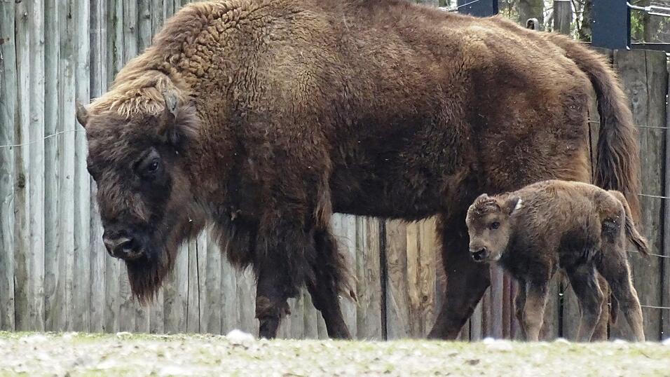 3.000 Tierliebhaber bewunderten unter anderem den Nachwuchs im Wisentgehege.