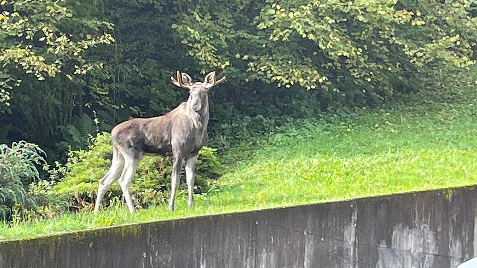 Elch Erwin ist eingefangen worden. (Archivbild)