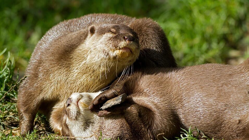 Ach, Otter sein, das w&auml;re sch&ouml;n! (Symbolbild)