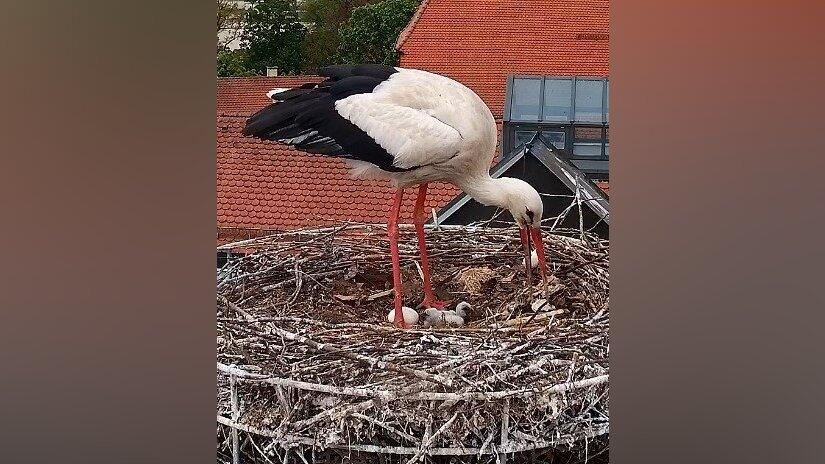Die Webcam von Sport Erdl l&auml;sst am Aufwachsen des Storchennachwuchses teilhaben.