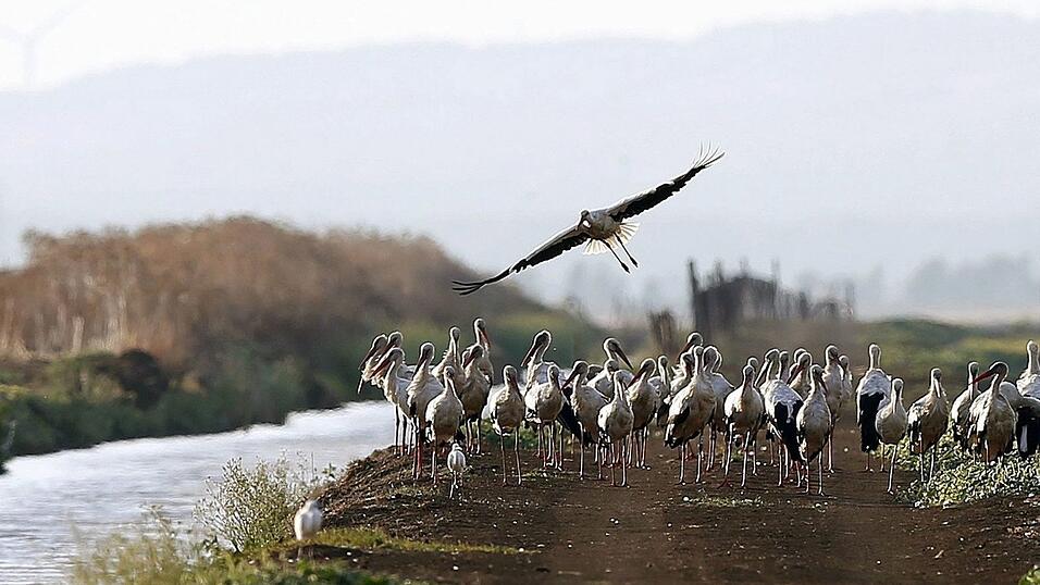 Südlich von Madrid sind rund 400 an der Vogelgrippe verendete Weißstörche geborgen worden. Südlich von Madrid sind rund 400 an der Vogelgrippe verendete Weißstörche geborgen worden.