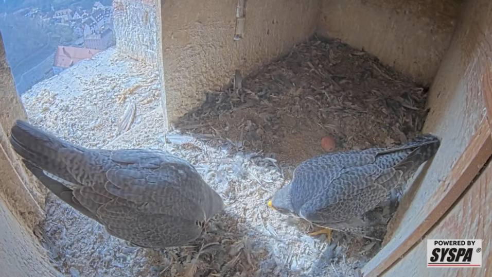 Die beiden Falken Martin und Martina mit ihrem ersten Ei hoch oben im Martinsturm.