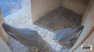 Die beiden Falken Martin und Martina mit ihrem ersten Ei hoch oben im Martinsturm.