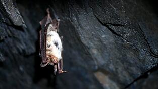 In Bayern gibt es 25 verschiedene Fledermaus-Arten, viele davon gelten als bedroht. (Symbolbild) In Bayern gibt es 25 verschiedene Fledermaus-Arten, viele davon gelten als bedroht. (Symbolbild)