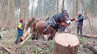Sanft zum Boden: Gemeinsam mit seinem zehnjährigen Wallach Hubert befördert Dominik Zabilka die Baumstämme zum Forstweg. Im Gegensatz zu Forstmaschinen sind die beiden leichter und wendiger.