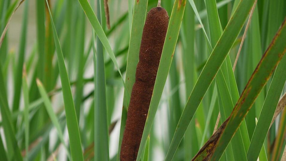 Wunderschönes Ausflugsziel in Passau: die Halser Ilzschleifen. Wunderschönes Ausflugsziel in Passau: die Halser Ilzschleifen.