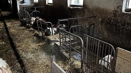 Fotos, die die Peta-Aktivisten auf den Plan rufen: ein verdreckter Stall und Rinder an der kurzen Kette.
