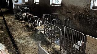 Fotos, die die Peta-Aktivisten auf den Plan rufen: ein verdreckter Stall und Rinder an der kurzen Kette. Fotos, die die Peta-Aktivisten auf den Plan rufen: ein verdreckter Stall und Rinder an der kurzen Kette.