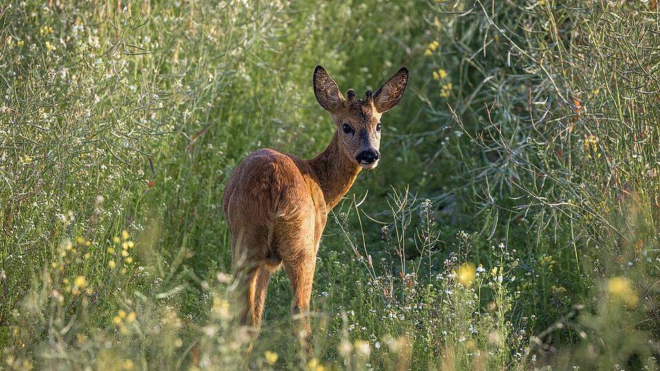 'Schonzeiten dienen dem Tierschutz und dem Naturschutz. Das Fr&uuml;hjahr ist eine besonders sensible Zeit, in der viele Wildarten bereits jetzt unter der Klimaver&auml;nderung leiden', schreibt der Verein 'Wildes Bayern e.V.' in einer Stellungnahme.