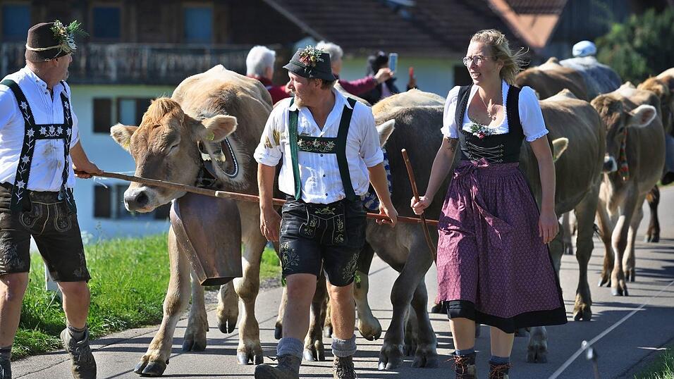 Hirten führen beim Viehscheid in Memhölz ihre Tiere Richtung Tal.