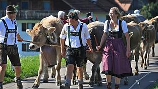 Hirten führen beim Viehscheid in Memhölz ihre Tiere Richtung Tal.