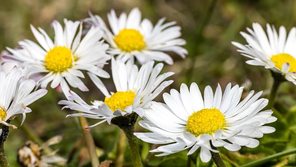 G&auml;nsebl&uuml;mchen und Co. einfach stehenlassen: Was Gartenbesitzer zugunsten der Artenvielfalt beachten sollten. (Symbolbild)