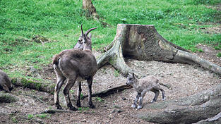 Das Steinbock-Junge hat erst vor wenigen Stunden das Licht der Welt erblickt.