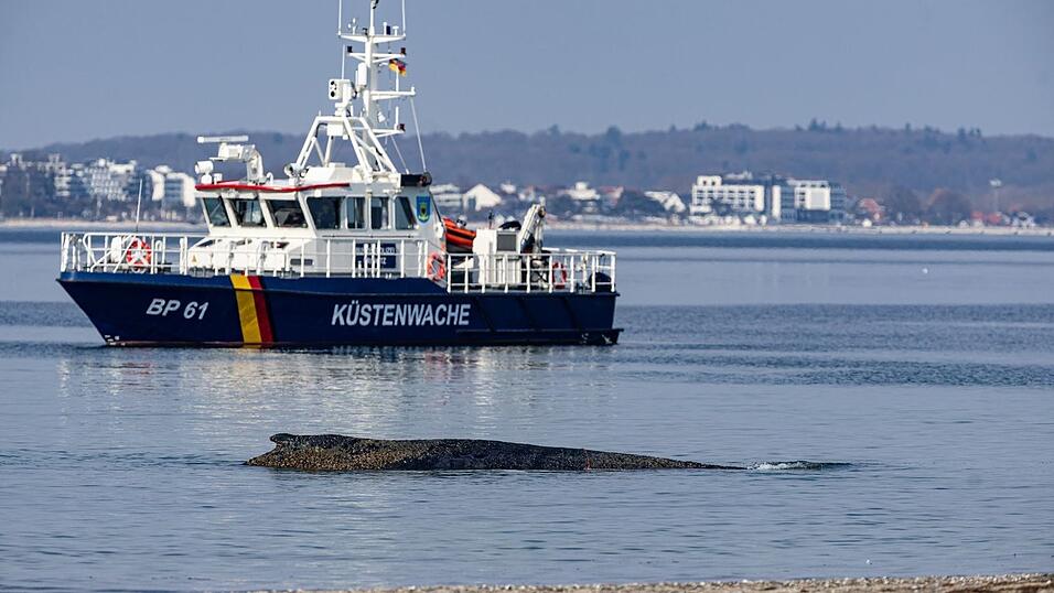 Die Rettung des gro&szlig;en Wals ist laut Experten nicht leicht - es k&ouml;nne auch sein, dass das Tier trotz Rettung wieder strande oder verende.
