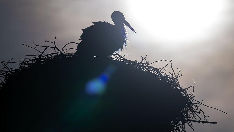 Laut Deutschem Wetterdienst soll es in Bayern am Sonntag und auch zu Wochenbeginn mit fr&uuml;hlingshaftem Wetter weitergehen.