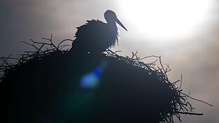 Laut Deutschem Wetterdienst soll es in Bayern am Sonntag und auch zu Wochenbeginn mit fr&uuml;hlingshaftem Wetter weitergehen.