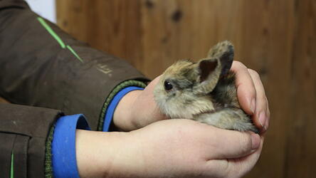 Eine handvoll Tier: Ein Babykaninchen aus dem &bdquo;Osterwurf&ldquo;, etwa drei bis vier Wochen alt.