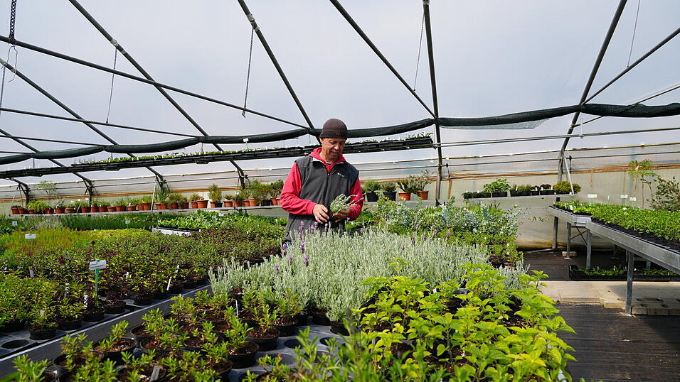 Jan Kalivoda&nbsp;vor den Pflanzen, die er und sein Team extra f&uuml;r die Landesgartenschau in Furth im Wald gez&uuml;chtet haben.