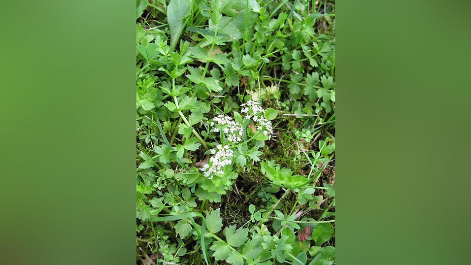 Kriechender Sellerie im Naturschutzgebiet &bdquo;Niedermoor s&uuml;dlich Niederleierndorf&ldquo;.