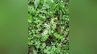 Kriechender Sellerie im Naturschutzgebiet &bdquo;Niedermoor s&uuml;dlich Niederleierndorf&ldquo;.