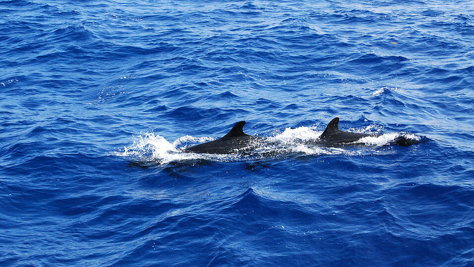 Landaufenthalt in Panama, Januar 2010 Landaufenthalt in Panama, Januar 2010