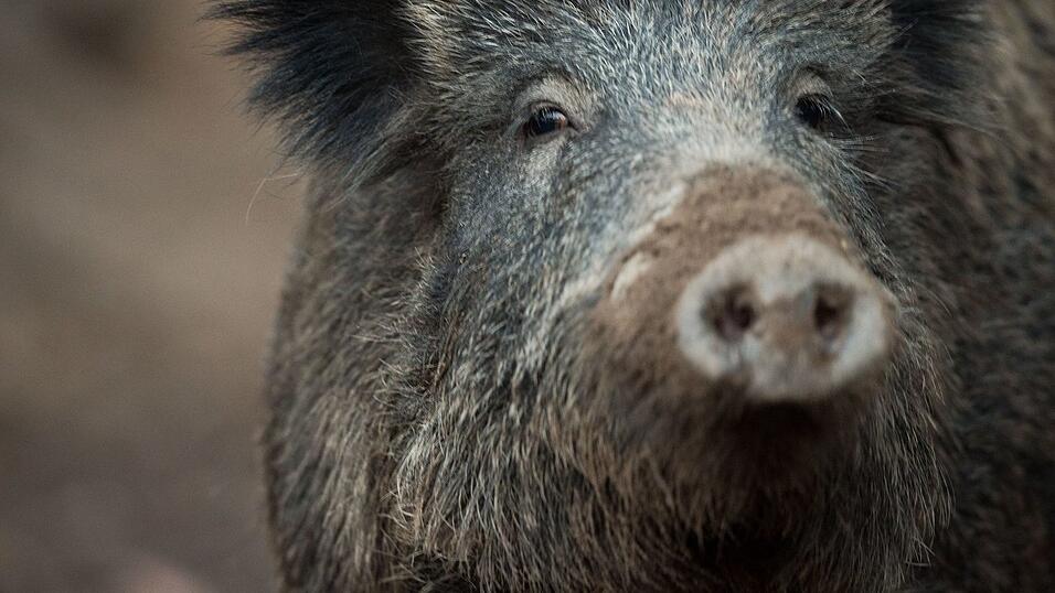 Das etwa zweijährige Wildschwein hatte sich laut Stadt in den vergangenen zwei Wochen nahezu täglich auf dem Friedhof gezeigt. (Symbolbild) Das etwa zweijährige Wildschwein hatte sich laut Stadt in den vergangenen zwei Wochen nahezu täglich auf dem Friedhof gezeigt. (Symbolbild)