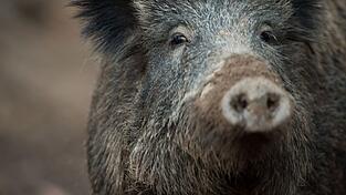 Das etwa zweijährige Wildschwein hatte sich laut Stadt in den vergangenen zwei Wochen nahezu täglich auf dem Friedhof gezeigt. (Symbolbild) Das etwa zweijährige Wildschwein hatte sich laut Stadt in den vergangenen zwei Wochen nahezu täglich auf dem Friedhof gezeigt. (Symbolbild)