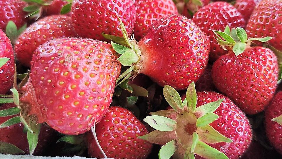 So sehen frische Erdbeeren aus. Seit Ende Mai können sie auf den verschiedenen Feldern selbst gepflückt werden. So sehen frische Erdbeeren aus. Seit Ende Mai können sie auf den verschiedenen Feldern selbst gepflückt werden.