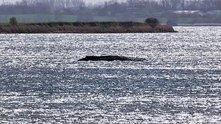 Rund um die Uhr sind Einsatzkr&auml;fte an der K&uuml;ste, um den Wal zu beobachten.