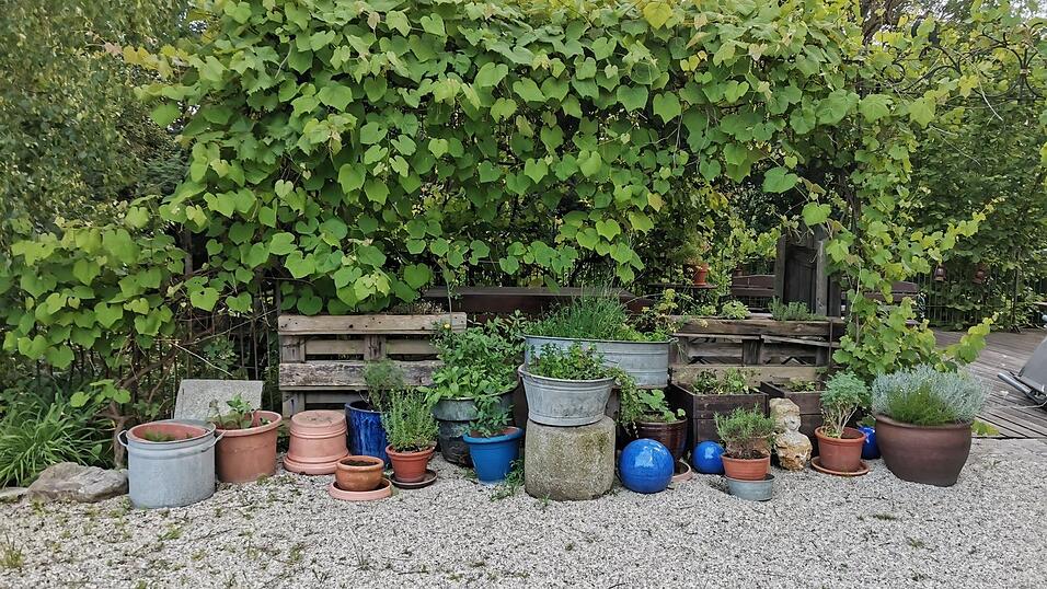 Im hauseigenen Kräutergarten wächst vieles - im Wirtshaus kommt es auf den Tisch. Im hauseigenen Kräutergarten wächst vieles - im Wirtshaus kommt es auf den Tisch.