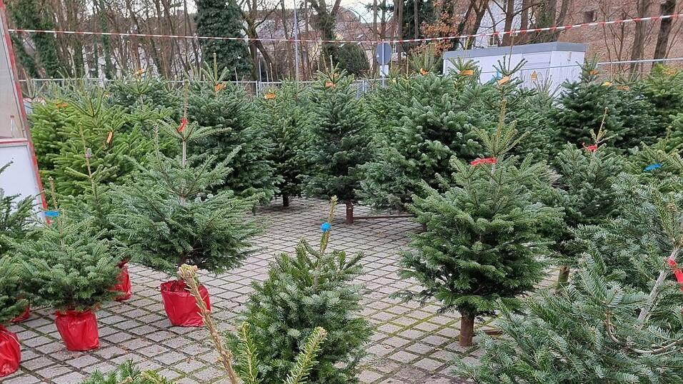 Die Größen der Nordmanntannen Am Hagen sind bereits farblich markiert. Viele Kunden greifen laut Verkäufer Marko Penn heuer auch gerne einmal zum kleineren Christbaum, um etwas Geld zu sparen.