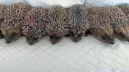 Nachdem Igel Medikamente erhalten haben, kennzeichnen Pfleger die Stacheln, um zu wissen, welches Tier schon behandelt wurde.