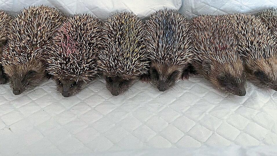 Nachdem Igel Medikamente erhalten haben, kennzeichnen Pfleger die Stacheln, um zu wissen, welches Tier schon behandelt wurde.