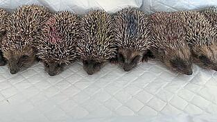 Nachdem Igel Medikamente erhalten haben, kennzeichnen Pfleger die Stacheln, um zu wissen, welches Tier schon behandelt wurde.