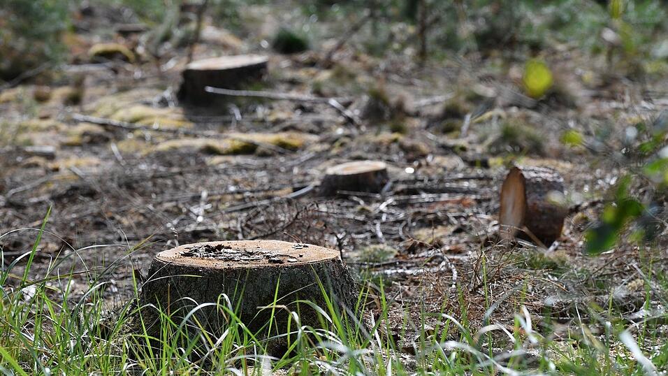 Bei Baumf&auml;llarbeiten in Aham ist am Dienstag ein Landwirt schwer verletzt worden.