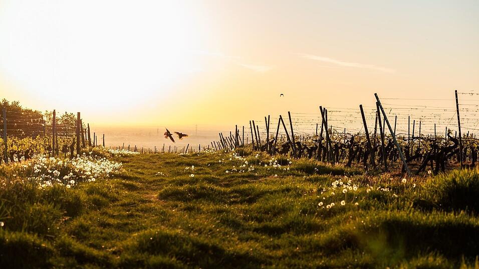 Schon am Morgen macht die Sonne mächtig Eindruck. (Archivbild) Schon am Morgen macht die Sonne mächtig Eindruck. (Archivbild)