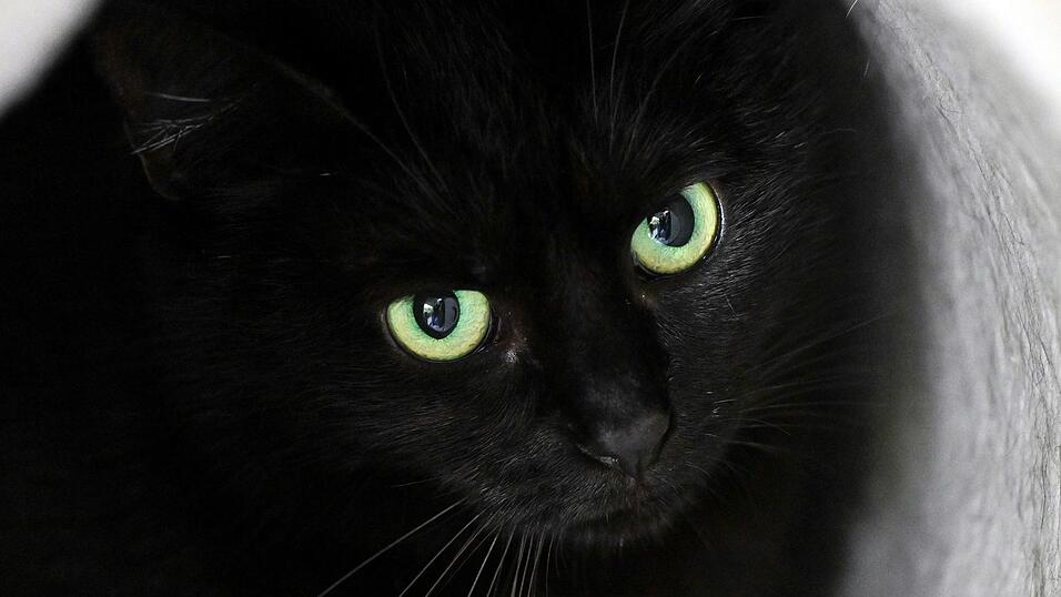 Bis zum 1. November dürfen im städtischen Tierheim der katalanischen Gemeinde keine schwarzen Katzen vermittelt werden. (Symbolbild) Bis zum 1. November dürfen im städtischen Tierheim der katalanischen Gemeinde keine schwarzen Katzen vermittelt werden. (Symbolbild)