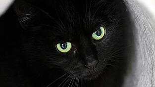 Bis zum 1. November dürfen im städtischen Tierheim der katalanischen Gemeinde keine schwarzen Katzen vermittelt werden. (Symbolbild)