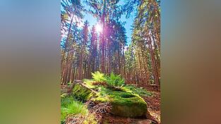 Für den Kurs Shinrin-Yoku sucht Michaela Dengler bestimmte Waldareale auf, die ihrem hohen Anspruch genügen.