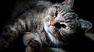 Eine Katze, die wohlig schnurrend den Lautsprecher umarmt? Wenn es nach David Teie (60) geht, wird das k&uuml;nftig h&auml;ufiger der Fall sein.