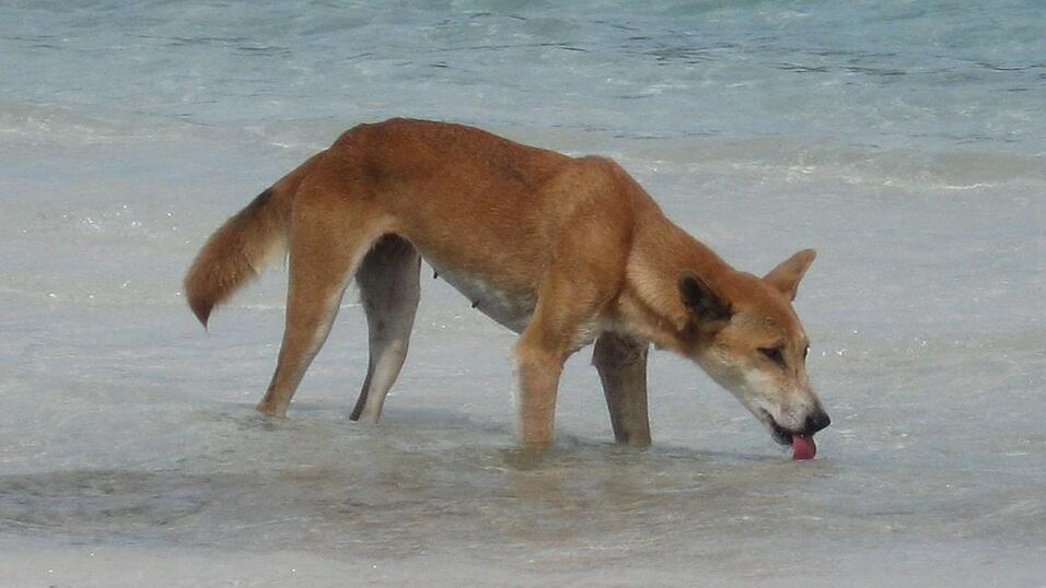 Die Dingos auf K'gari sind eine Attraktion - aber auch gefährlich. (Archivbild)