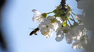 Die Kirschbl&uuml;te in Franken ist noch in vollem Gange. (Archivbild)