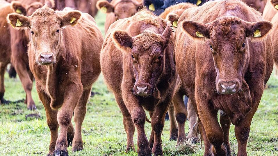 Viehdiebe schocken Landwirte in S&uuml;dbrandenburg. (Symbolbild)