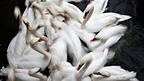 Besonders wild lebende Wasservögel wie Schwäne, Gänse und Enten sind von der Geflügelpest betroffen. Aber auch bei Hausgeflügel, wie etwa bei Hühnern, Puten und Fasanen, kann die Geflügelpest rasch zum Tod führen. Besonders wild lebende Wasservögel wie Schwäne, Gänse und Enten sind von der Geflügelpest betroffen. Aber auch bei Hausgeflügel, wie etwa bei Hühnern, Puten und Fasanen, kann die Geflügelpest rasch zum Tod führen.
